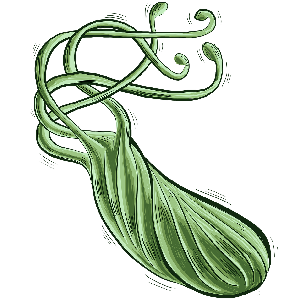 Helicter pylori