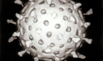 (c) Graham Beards https://commons.wikimedia.org/wiki/File:Rotavirus_Reconstruction.jpg