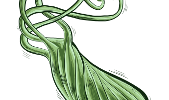 Helicter pylori